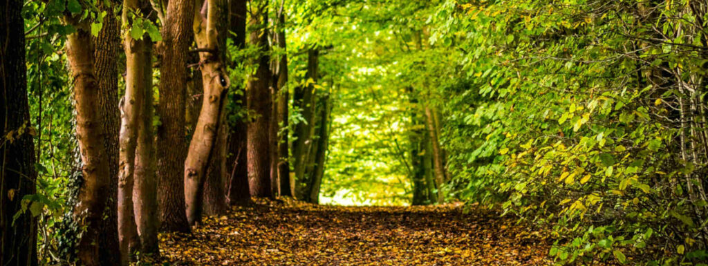 Wald leuchtet in Grün