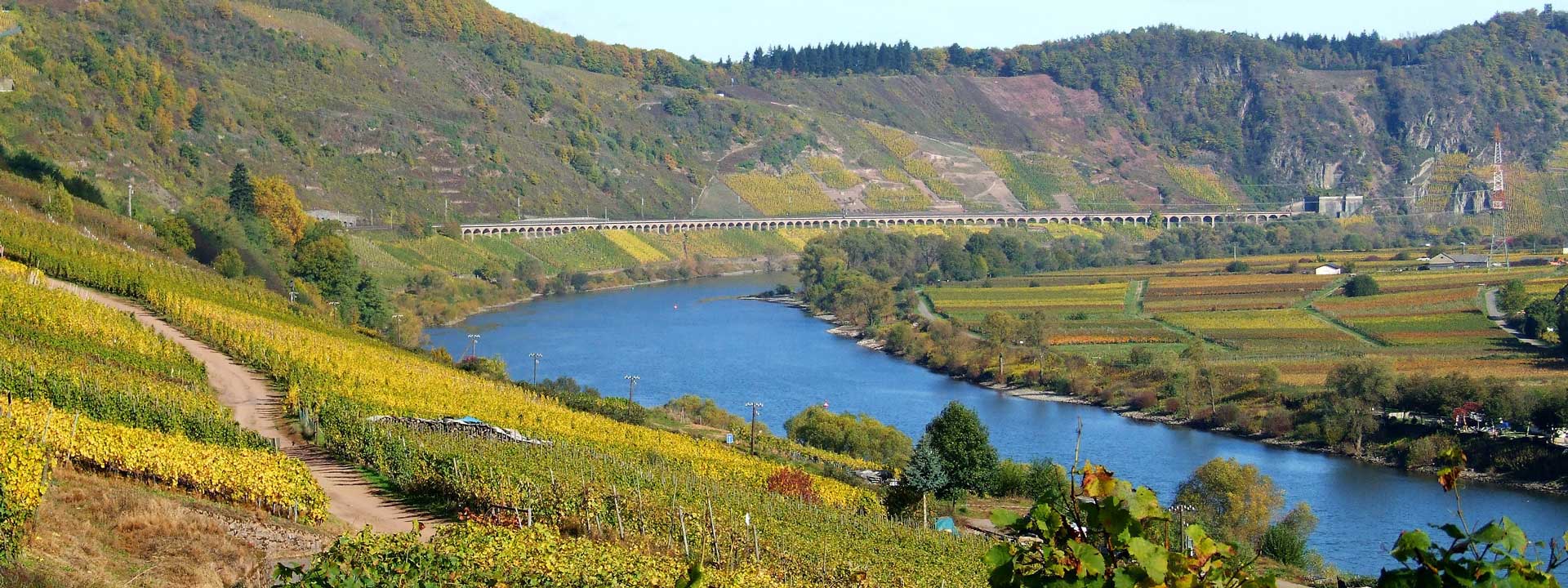 Die Mosel fließt durch die Weinberge
