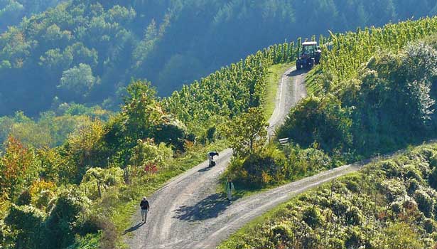 Weinberge an der Mosel vom Cochemer Jung